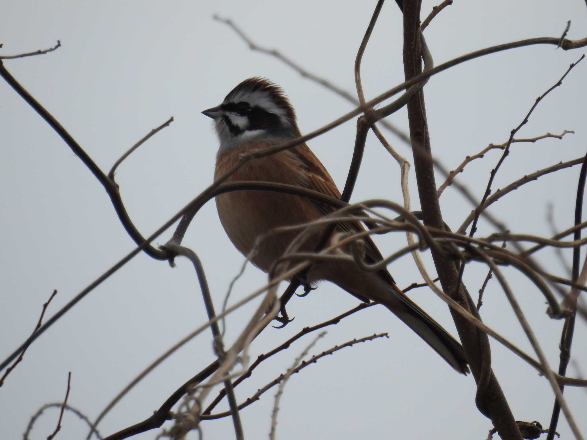 Meadow Bunting