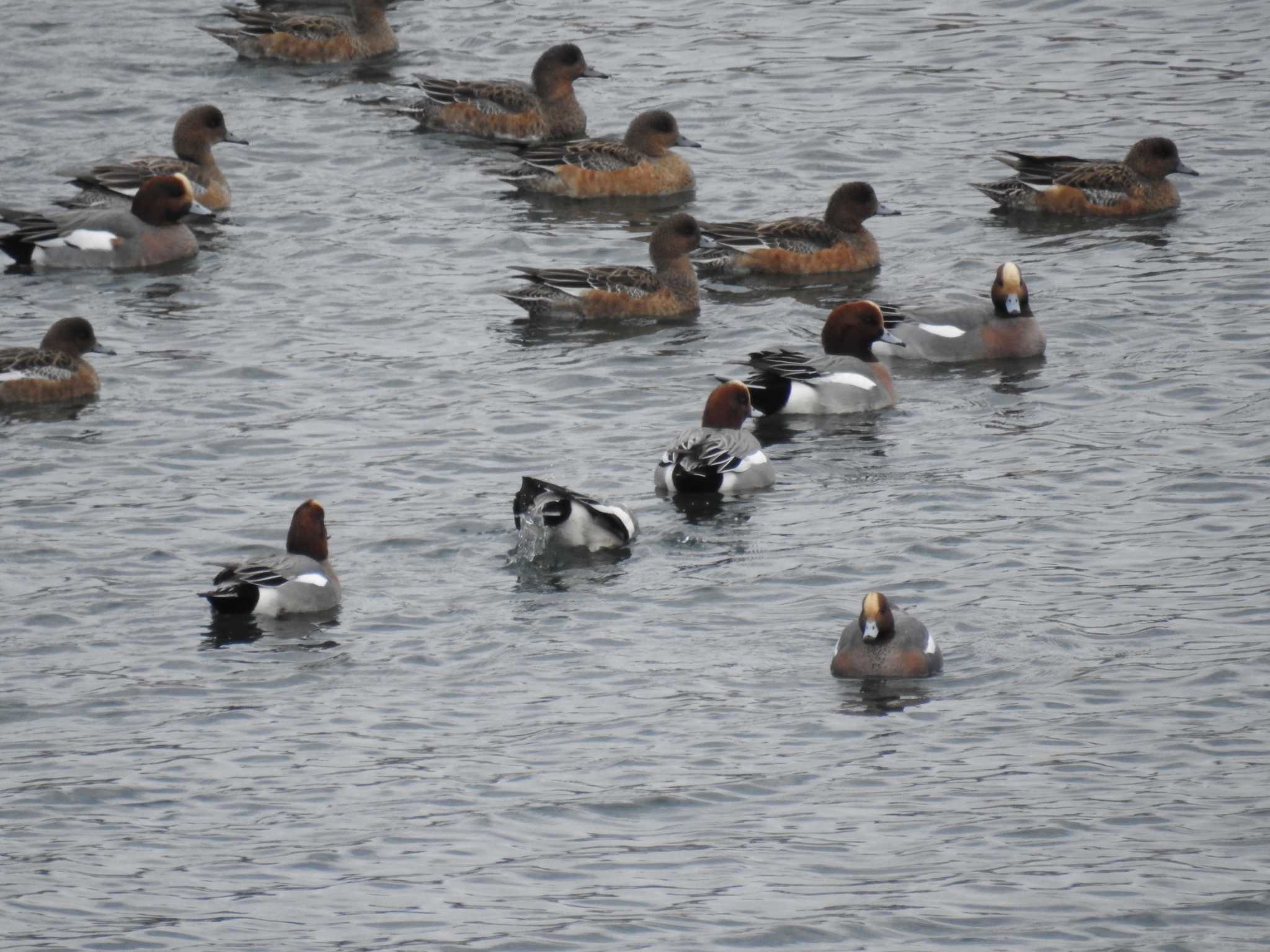 Eurasian Wigeon