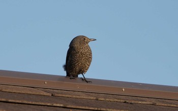 Blue Rock Thrush 志摩市 Wed, 12/28/2022