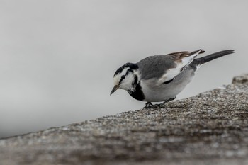 White Wagtail 曽根干潟(曾根干潟) Sat, 12/31/2022