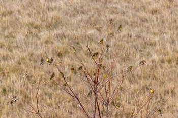 Grey-capped Greenfinch 曽根干潟(曾根干潟) Sat, 12/31/2022