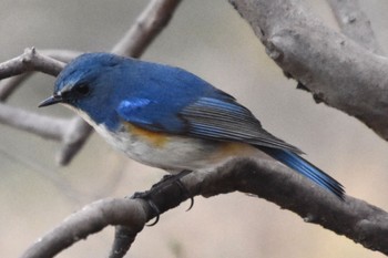 Sat, 12/31/2022 Birding report at Kitamoto Nature Observation Park