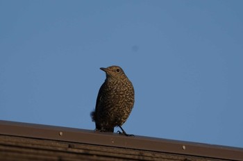 Blue Rock Thrush 志摩市 Wed, 12/28/2022