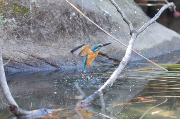 2022年12月31日(土) 千里南公園の野鳥観察記録