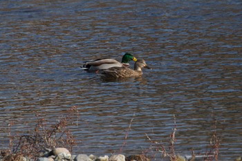 Mallard 猪名川 Sat, 12/31/2022