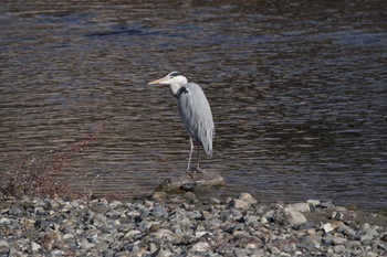 Sat, 12/31/2022 Birding report at 猪名川