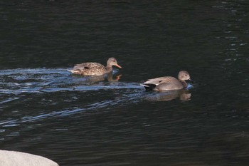 Gadwall 猪名川 Sat, 12/31/2022