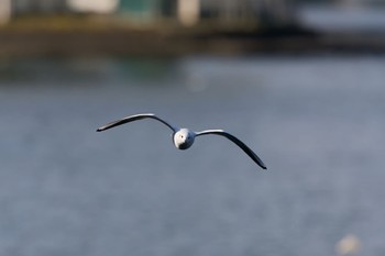 ユリカモメ 八軒屋浜 2022年12月31日(土)