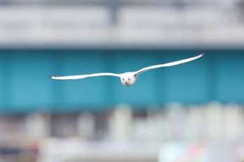 ユリカモメ 八軒屋浜 2022年12月31日(土)