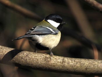 シジュウカラ 都立狭山公園 2022年12月29日(木)