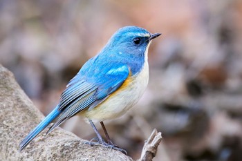 Red-flanked Bluetail Kitamoto Nature Observation Park Mon, 12/26/2022