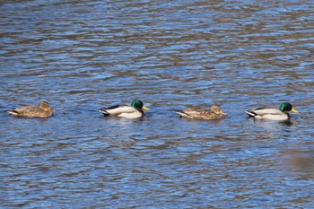 2022年12月31日(土) 山田池公園の野鳥観察記録