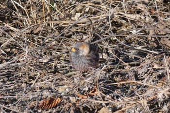 Fri, 12/30/2022 Birding report at Mt. Tsukuba