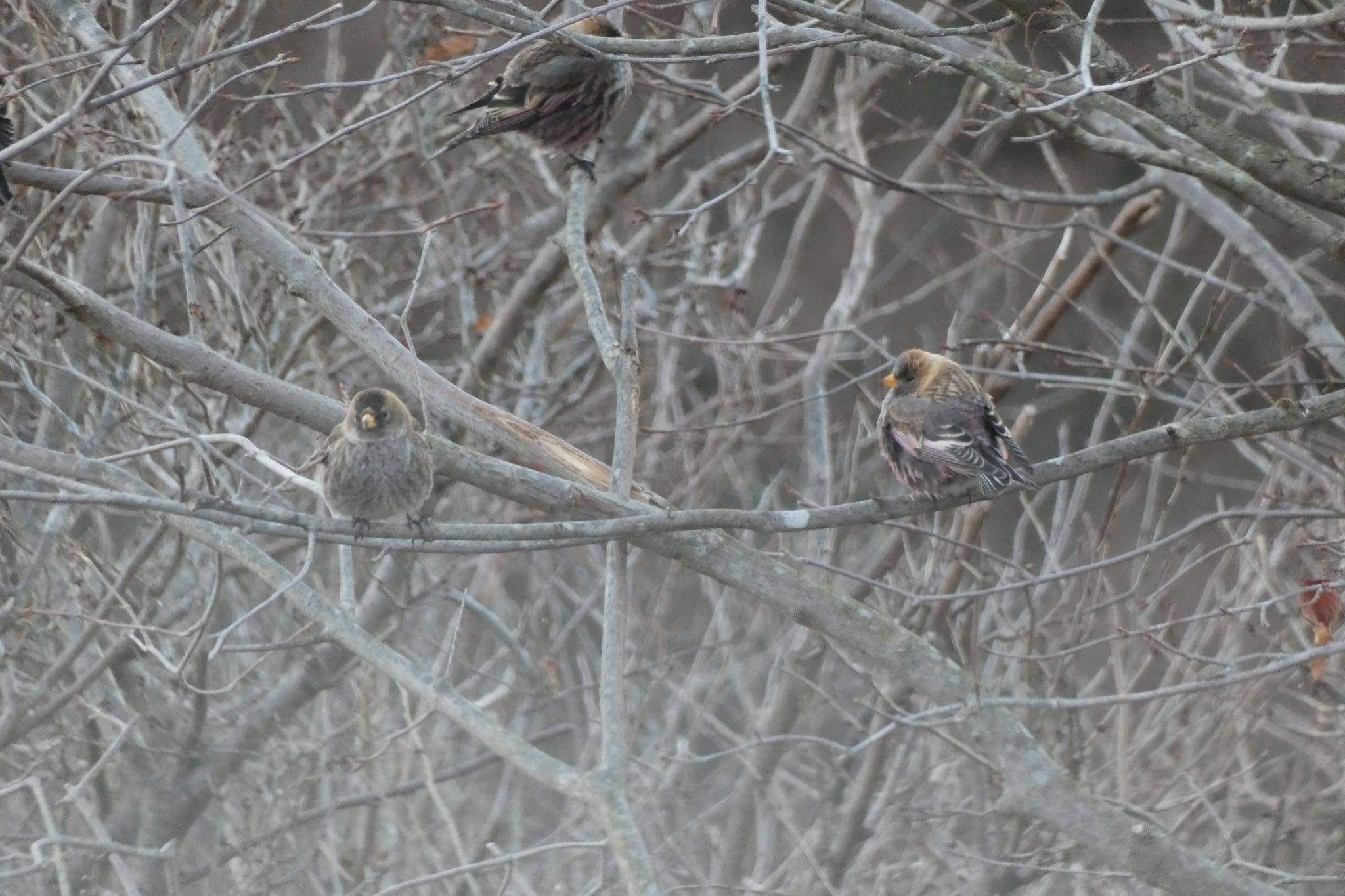 Photo of Asian Rosy Finch at Mt. Tsukuba by ネリマバーダー