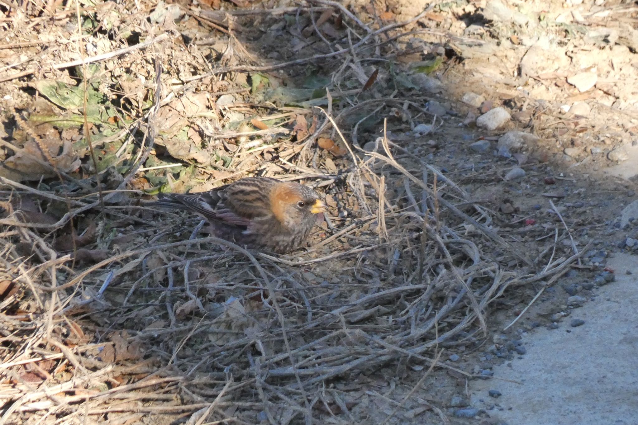 Photo of Asian Rosy Finch at Mt. Tsukuba by ネリマバーダー