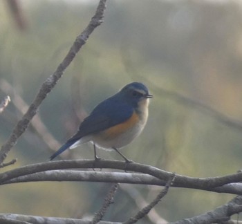 Red-flanked Bluetail Unknown Spots Sat, 12/31/2022