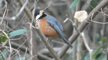 Varied Tit Unknown Spots Sat, 12/31/2022