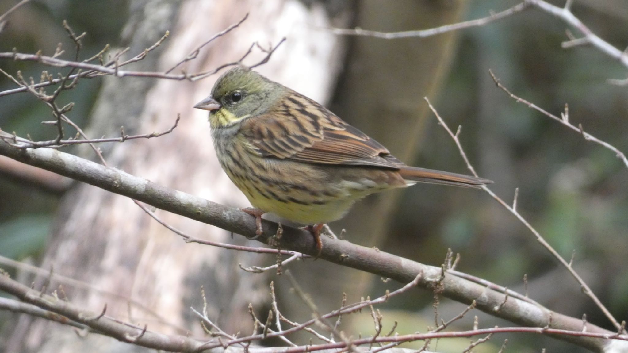 Photo of Masked Bunting at  by カナリア