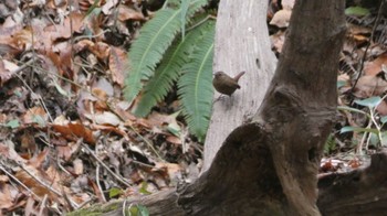 Eurasian Wren Unknown Spots Sat, 12/31/2022