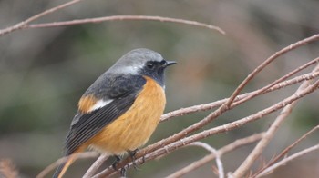 Daurian Redstart Unknown Spots Sat, 12/31/2022