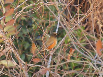 Brown-headed Thrush Mizumoto Park Fri, 12/30/2022