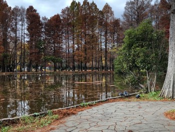 カワラバト 別所沼公園(埼玉県) 2022年11月30日(水)