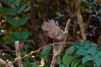 Japanese Bush Warbler 檜町公園(東京ミッドタウン) Sat, 12/31/2022