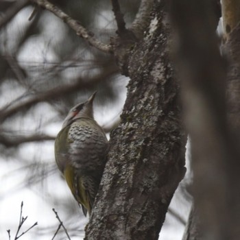 2022年12月31日(土) 別荘の野鳥観察記録