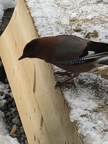 Eurasian Jay(brandtii) 養老牛温泉(湯宿だいいち) Wed, 12/28/2022