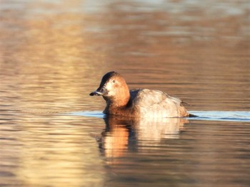 2022年12月30日(金) 芝川第一調節池(芝川貯水池)の野鳥観察記録