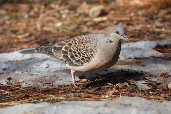 Oriental Turtle Dove Miharashi Park(Hakodate) Sun, 3/18/2018