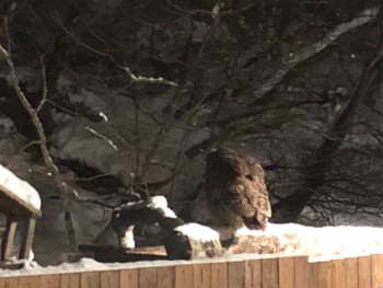 Blakiston's Fish Owl 養老牛温泉(湯宿だいいち) Thu, 12/29/2022