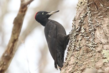 Black Woodpecker Miharashi Park(Hakodate) Sun, 3/18/2018