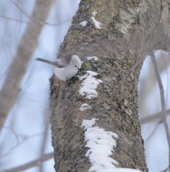 Long-tailed tit(japonicus) Makomanai Park Sat, 12/31/2022