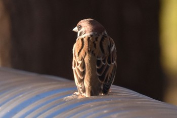 Eurasian Tree Sparrow Toneri Park Sat, 12/31/2022