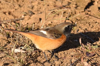 Daurian Redstart Toneri Park Sat, 12/31/2022