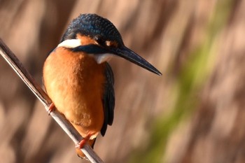 Common Kingfisher Toneri Park Sat, 12/31/2022