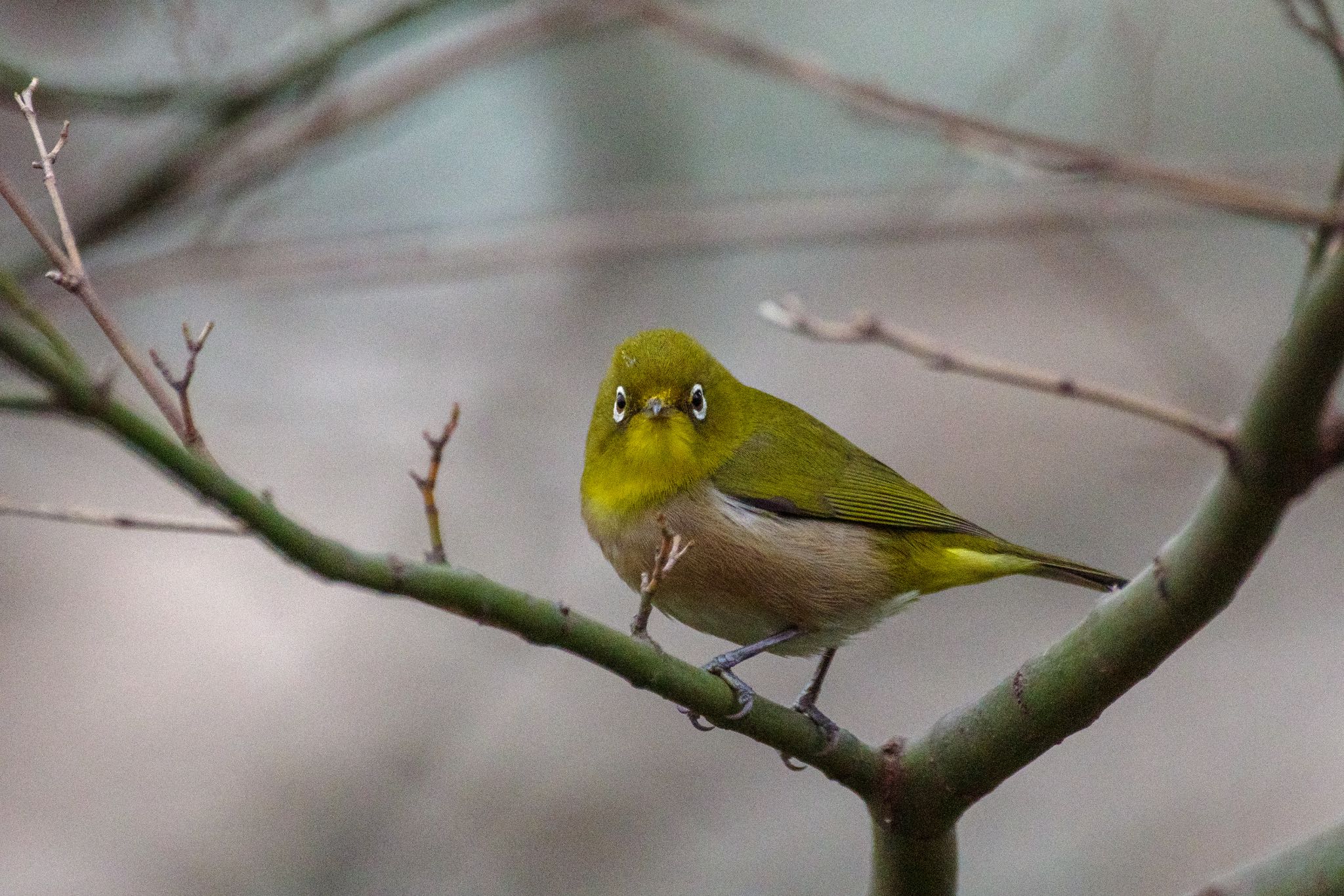 Warbling White-eye