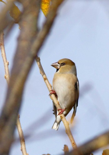 Hawfinch 杭瀬川スポーツ公園 Tue, 12/20/2022