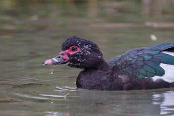 Muscovy Duck 檜町公園(東京ミッドタウン) Sat, 12/31/2022