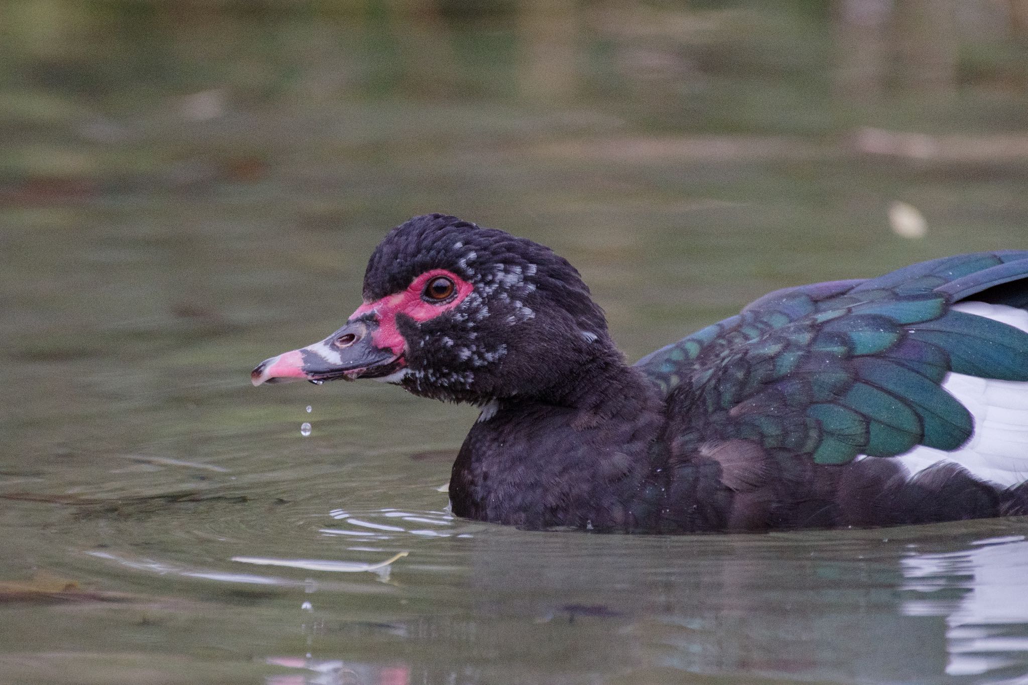 Muscovy Duck