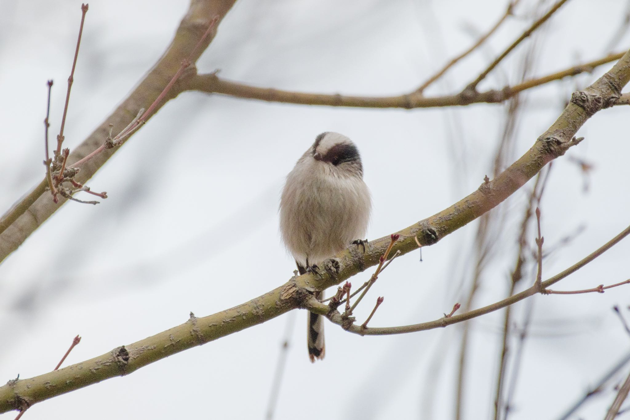 Long-tailed Tit