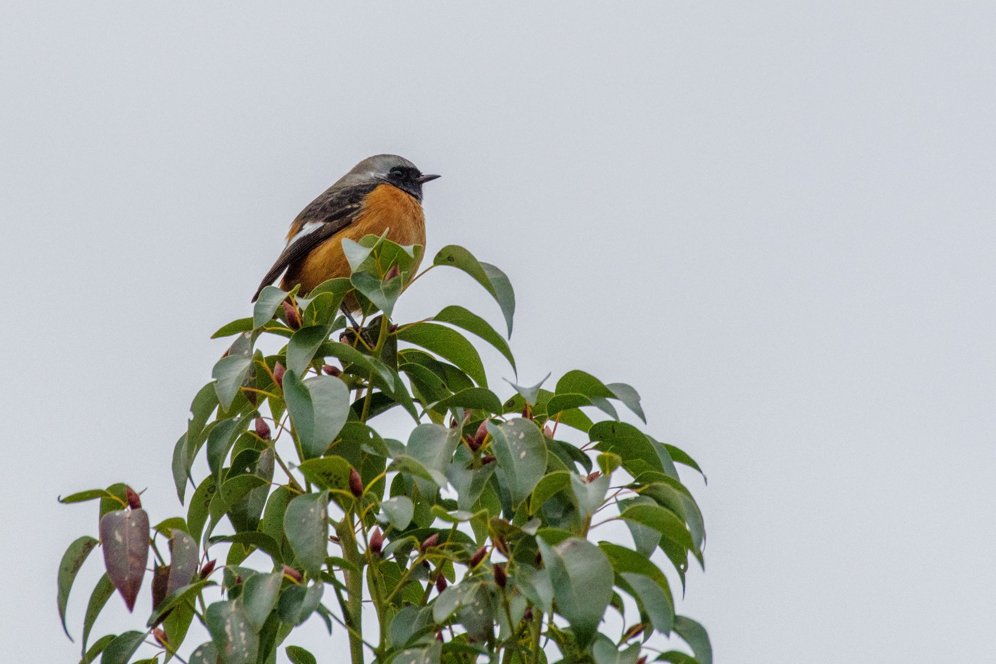 Daurian Redstart