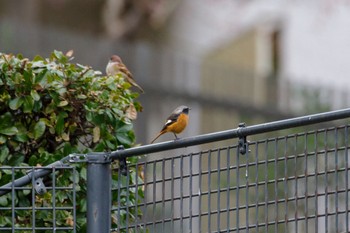 Daurian Redstart 檜町公園(東京ミッドタウン) Sat, 12/31/2022