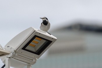 White Wagtail 檜町公園(東京ミッドタウン) Sat, 12/31/2022