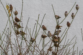 Eurasian Tree Sparrow 檜町公園(東京ミッドタウン) Sat, 12/31/2022