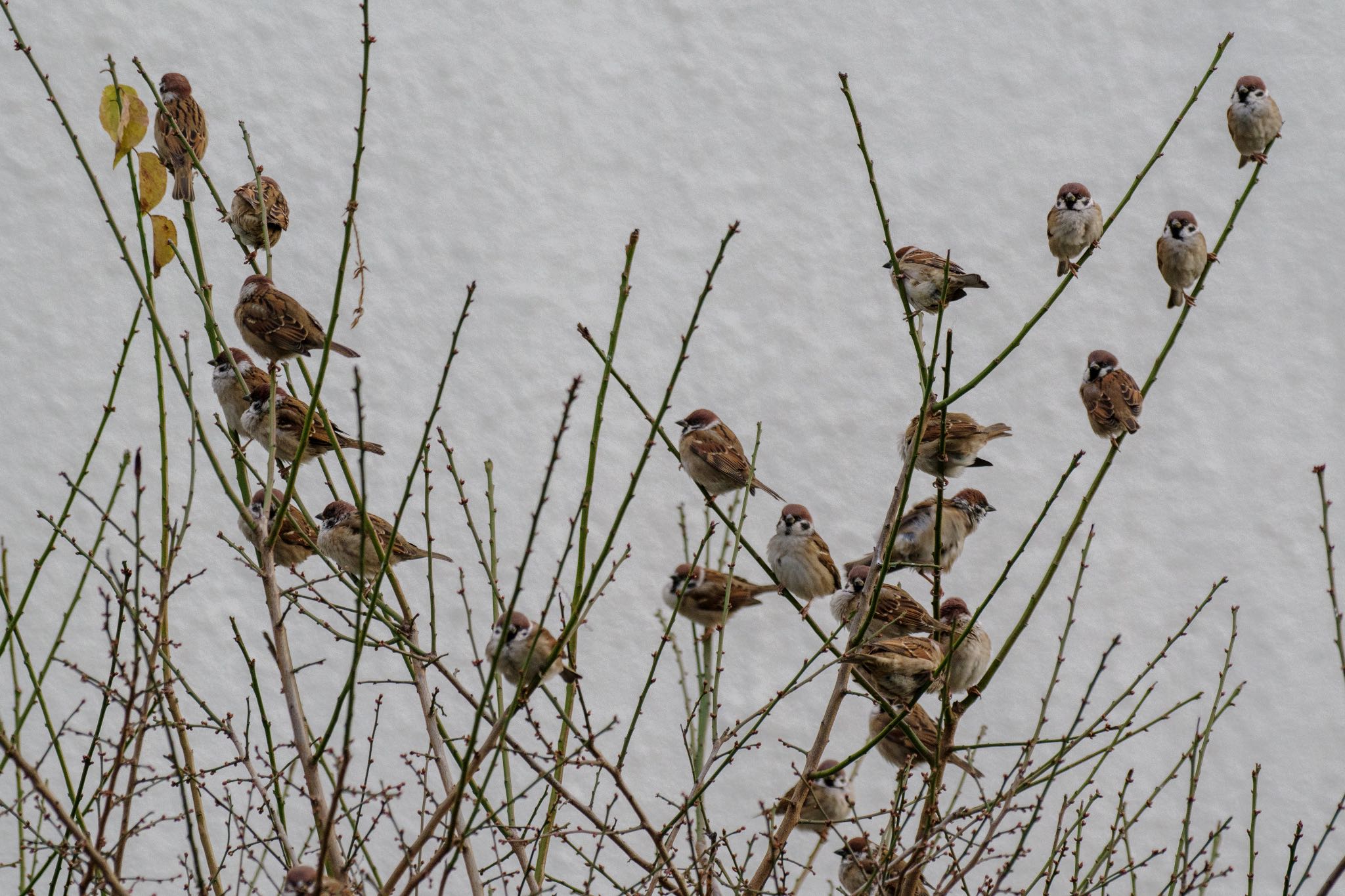 Eurasian Tree Sparrow