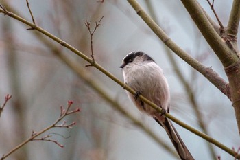 Long-tailed Tit 檜町公園(東京ミッドタウン) Sat, 12/31/2022