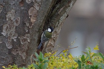 Japanese Tit 檜町公園(東京ミッドタウン) Sat, 12/31/2022