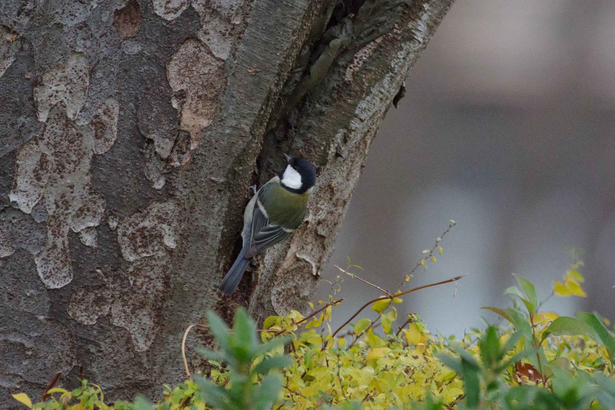 檜町公園(東京ミッドタウン) シジュウカラの写真 by Marco Birds